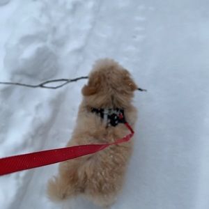 Meet your Posher, Ella